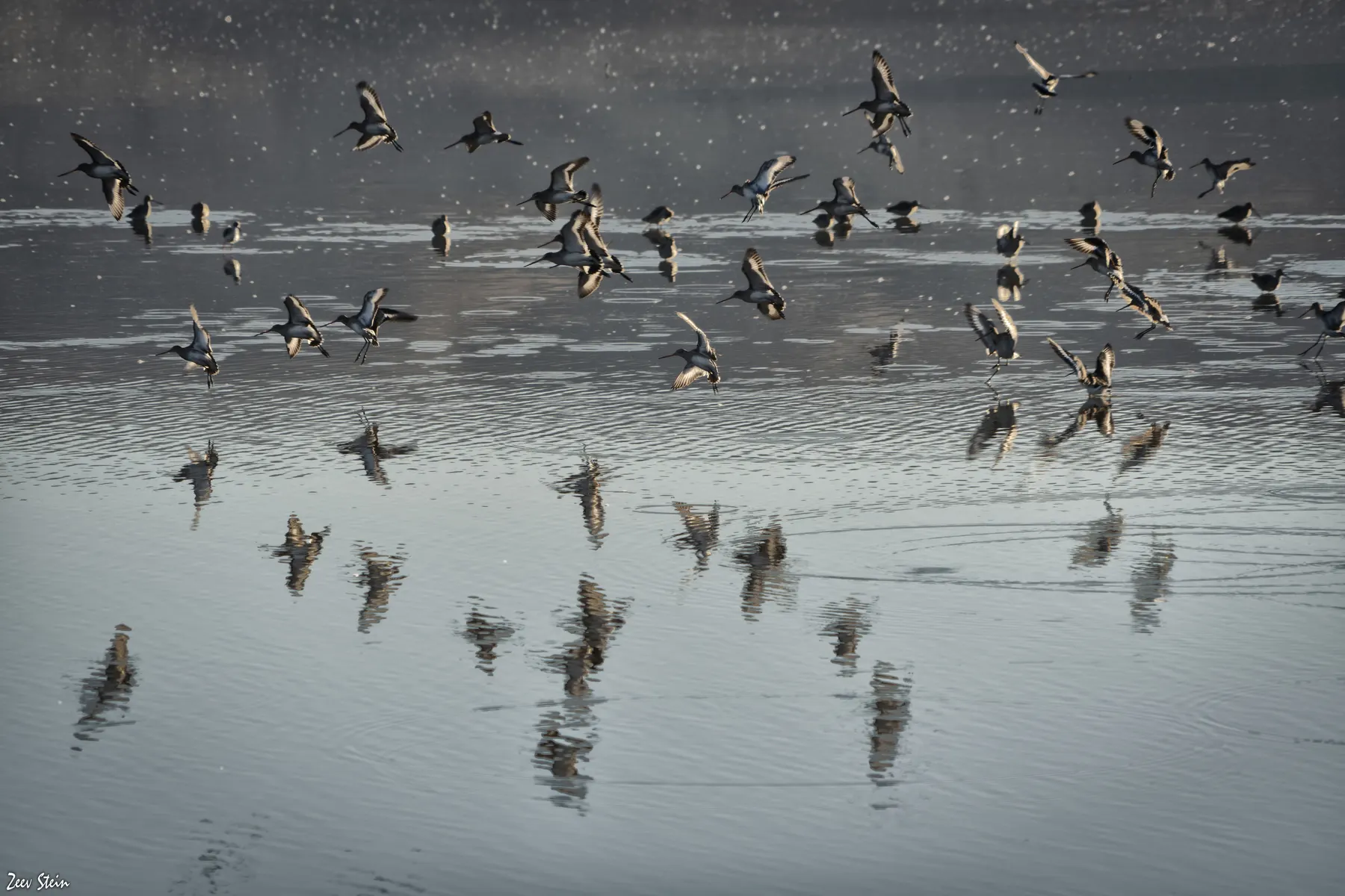 A flock of dark waterbirds lifting off from shallow silver water, their reflections spread across the still surface