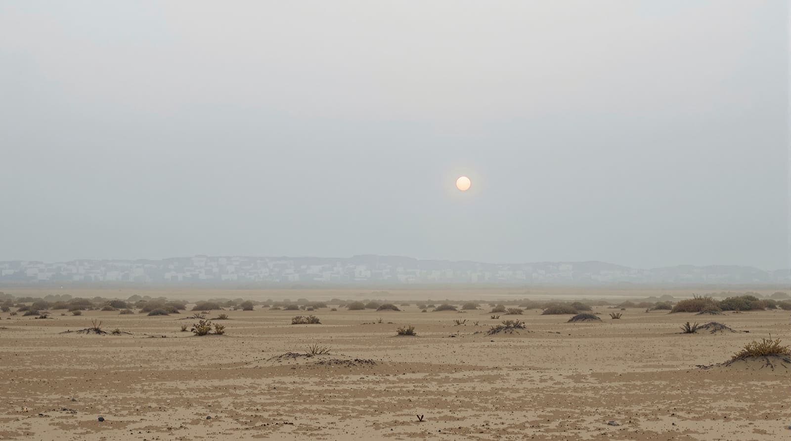 Illustration of a distant coastal city skyline hazed in grey-blue mist at dawn, seen across open scrubland.