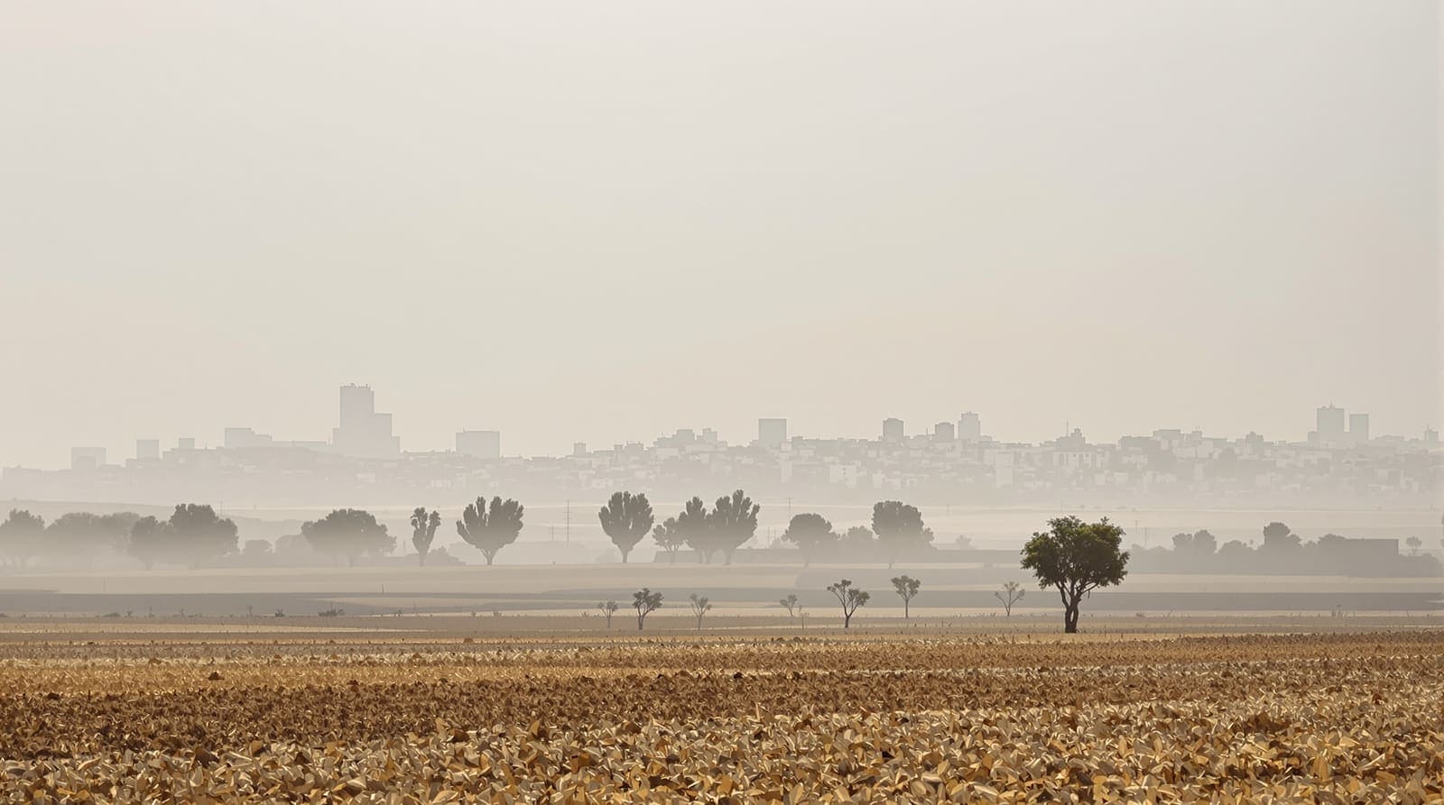 Illustration of the distant Gaza City skyline in dawn haze seen across open farmland and eucalyptus trees from Israel.