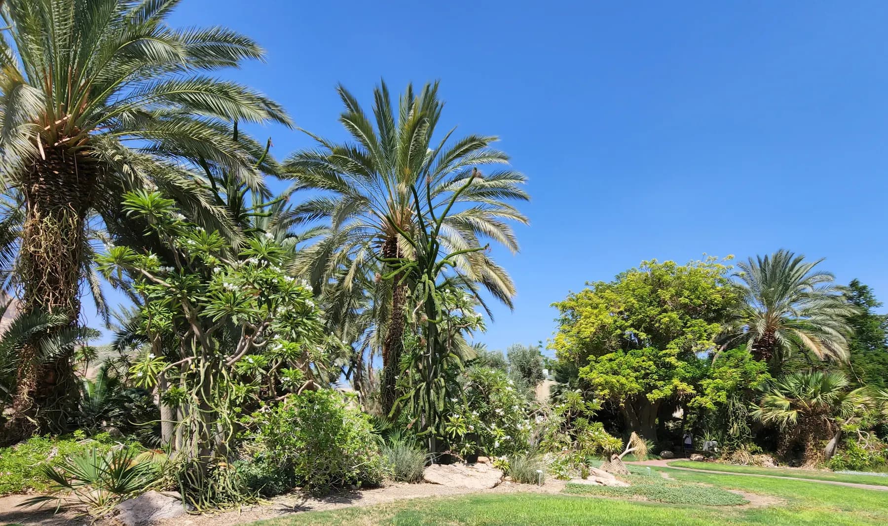 Date palms, cycads and beds of cactus and succulents above a strip of mown lawn in the botanical garden at Kibbutz Ein Gedi, under a clear blue sky