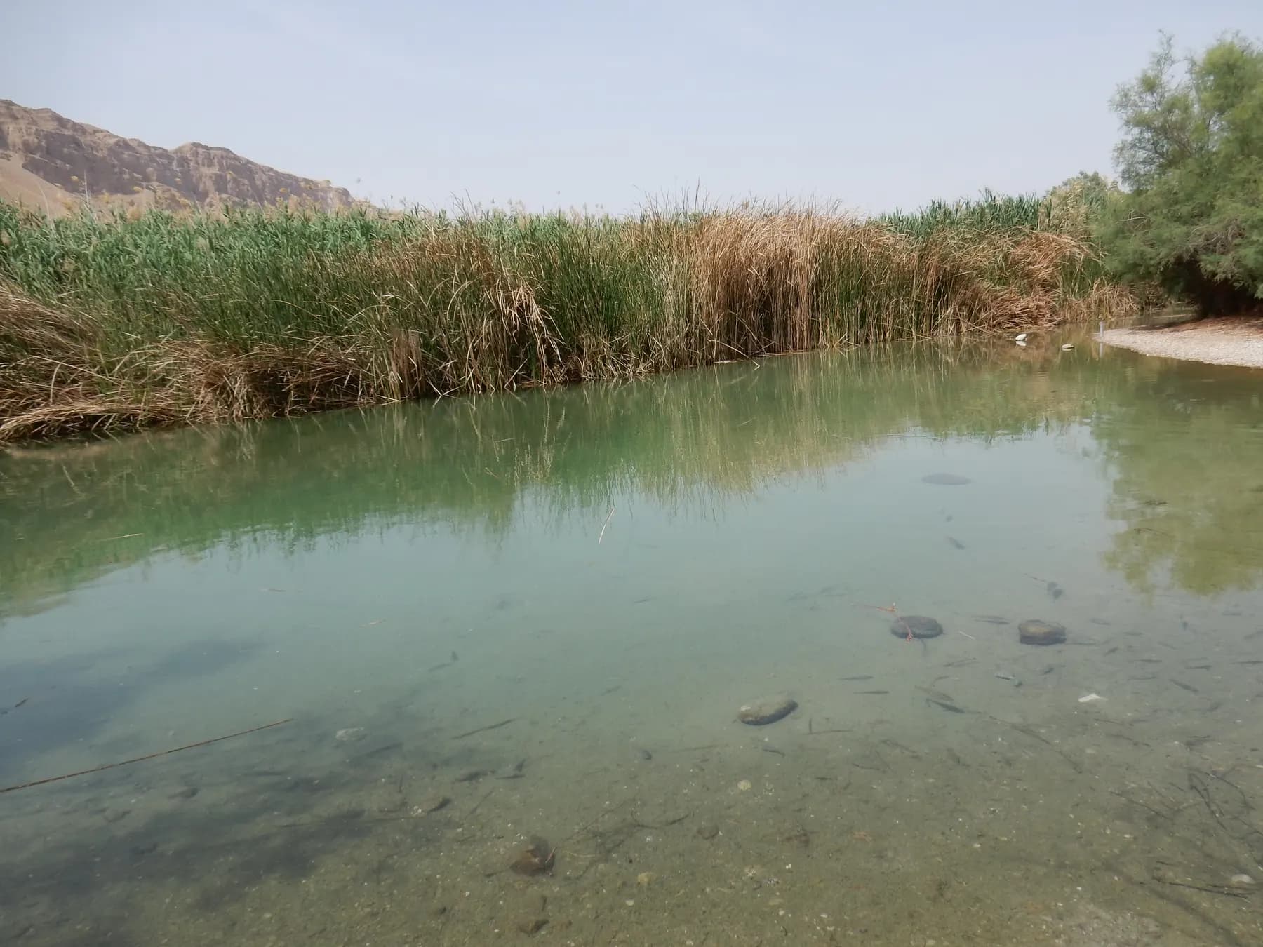 A shallow, clear spring pool with stones visible through the green water, fringed by tall reeds, with a bare desert cliff rising at the left