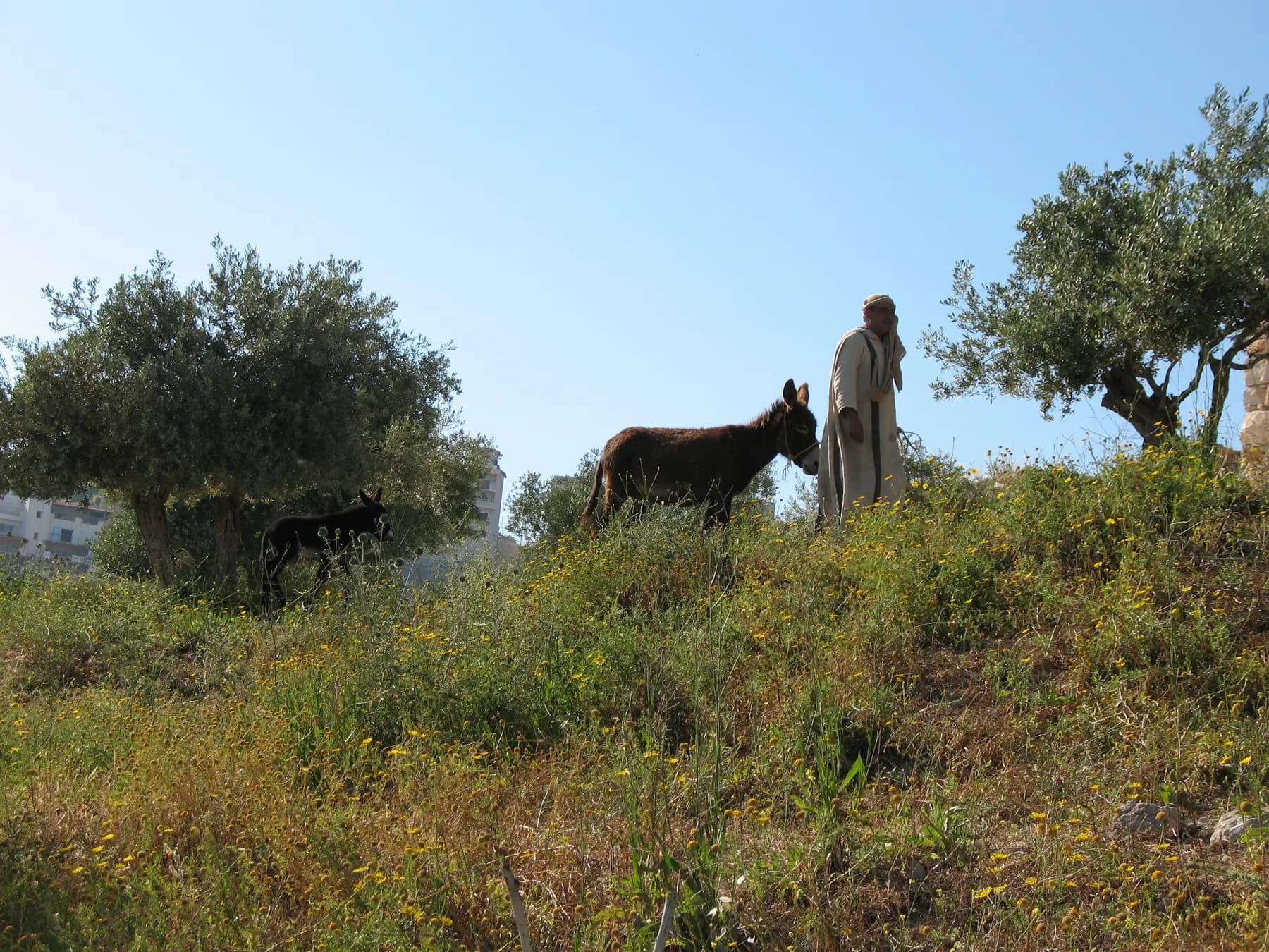 A robed figure leading a donkey across a flowering hillside among olive trees under a clear sky